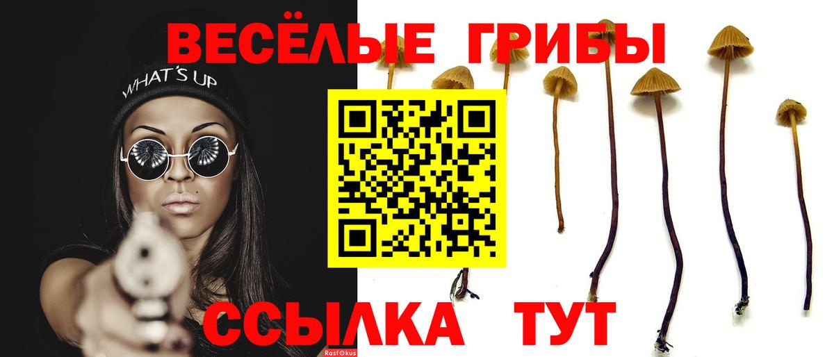Галлюциногенные грибы Psilocybe Свободный